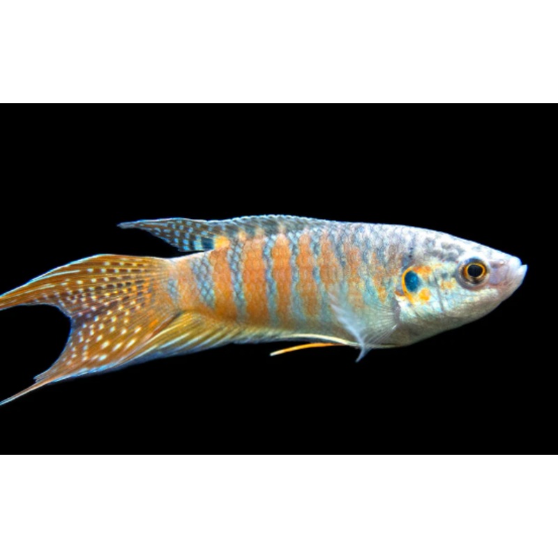 Blue Scar Paradise Fish