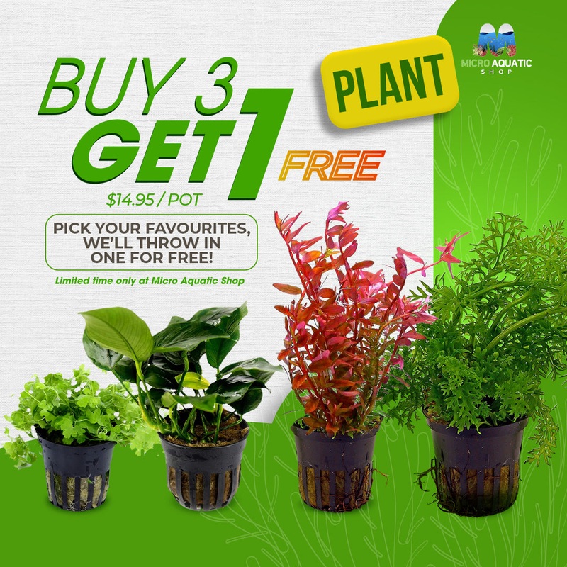 Buy 3 Get 1 Free Aquarium Plants Bundle