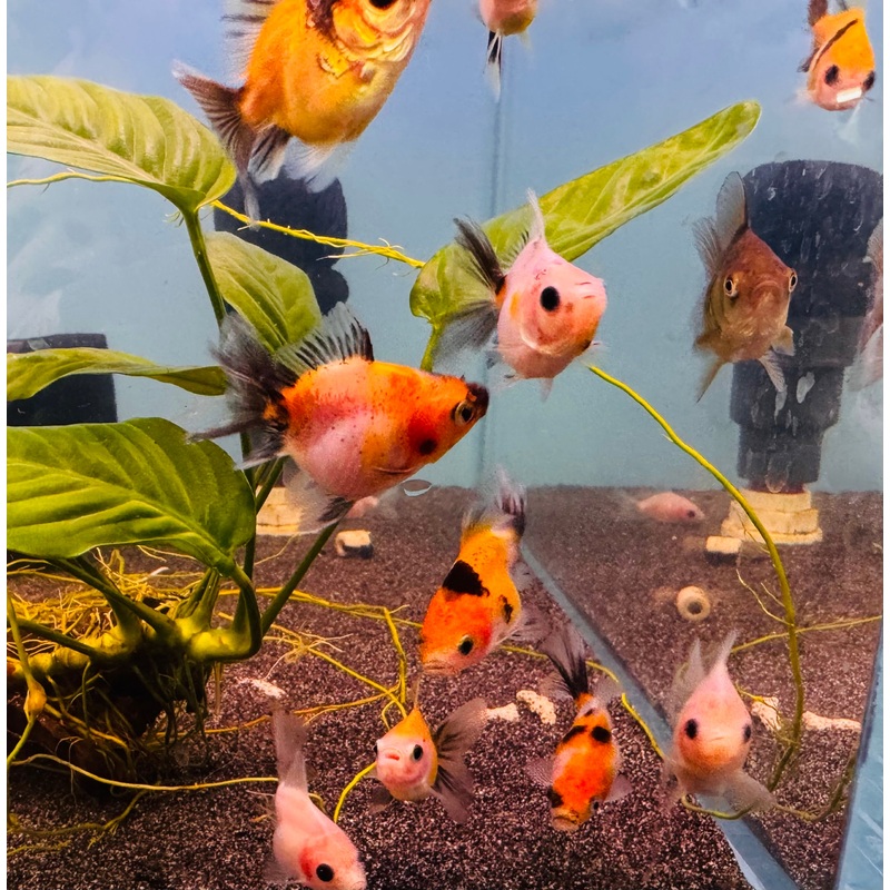 Buy 3 Get 1 Free Gold Fish - Oranda