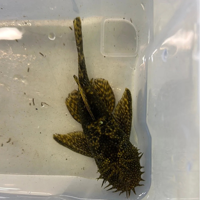 Common Bristlenose Male 5cm