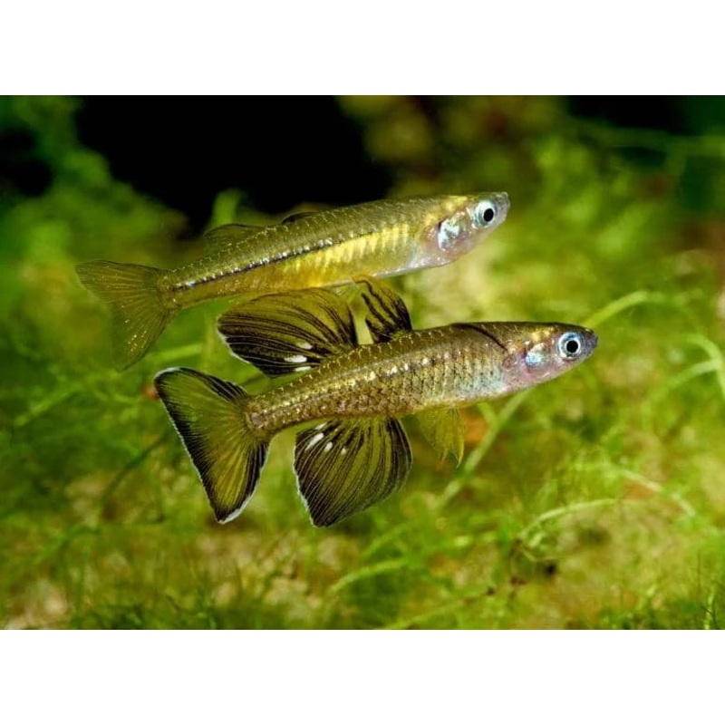 Delicate Neon Blue-eye Pseudomugil cyanodorsalis Rainbowfish 4cm - Pseudomugil tenellus