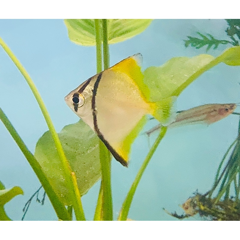 Exotic - Mono Diamond Moonfish 5cm