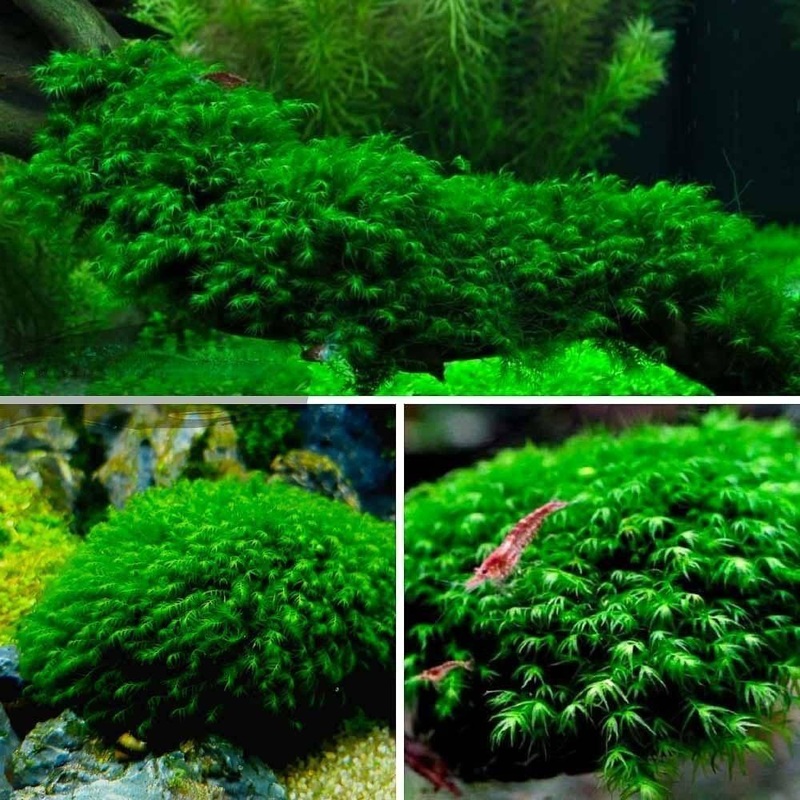 Fissidens fontanus - Phoenix Moss aka Us fissident