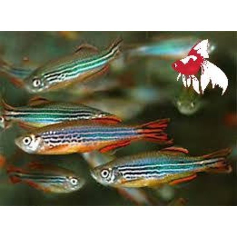 Flash Sale Danio- Red Fin 3cm