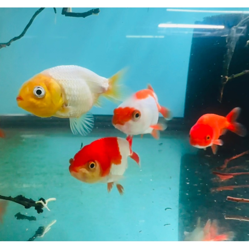 Gold Fish - Assorted Ranchu Juvies