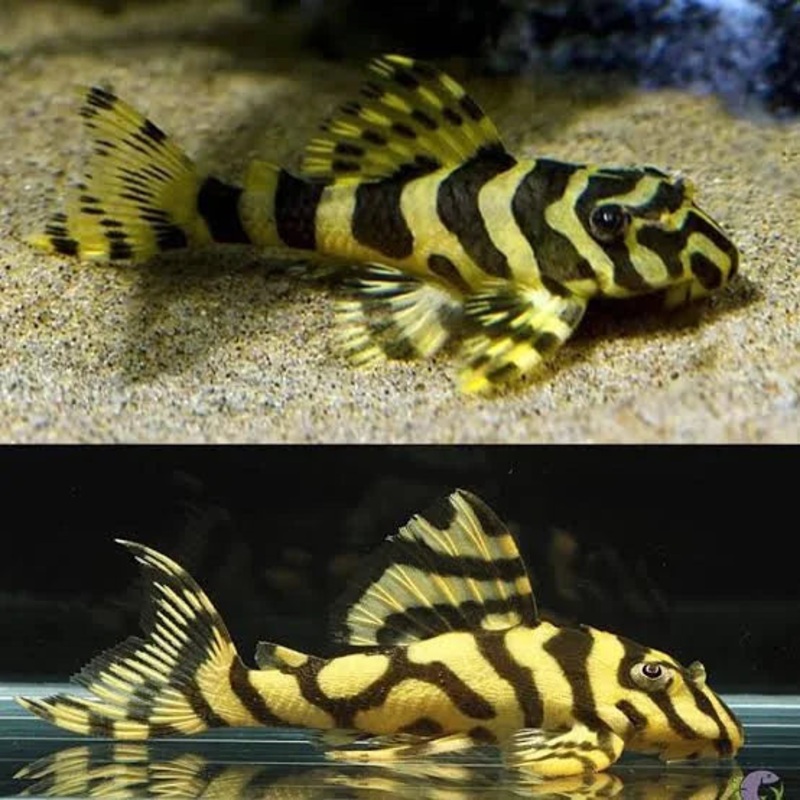 L134 LEOPARD FROG PLECO 5-6cm