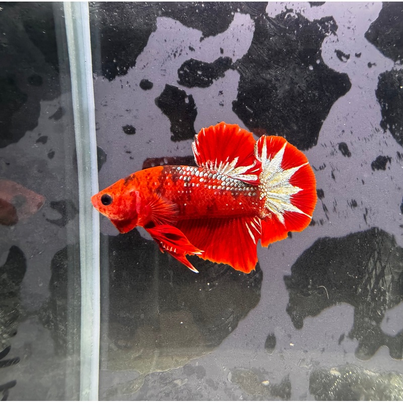 Male Betta-HMPK Hell Boy