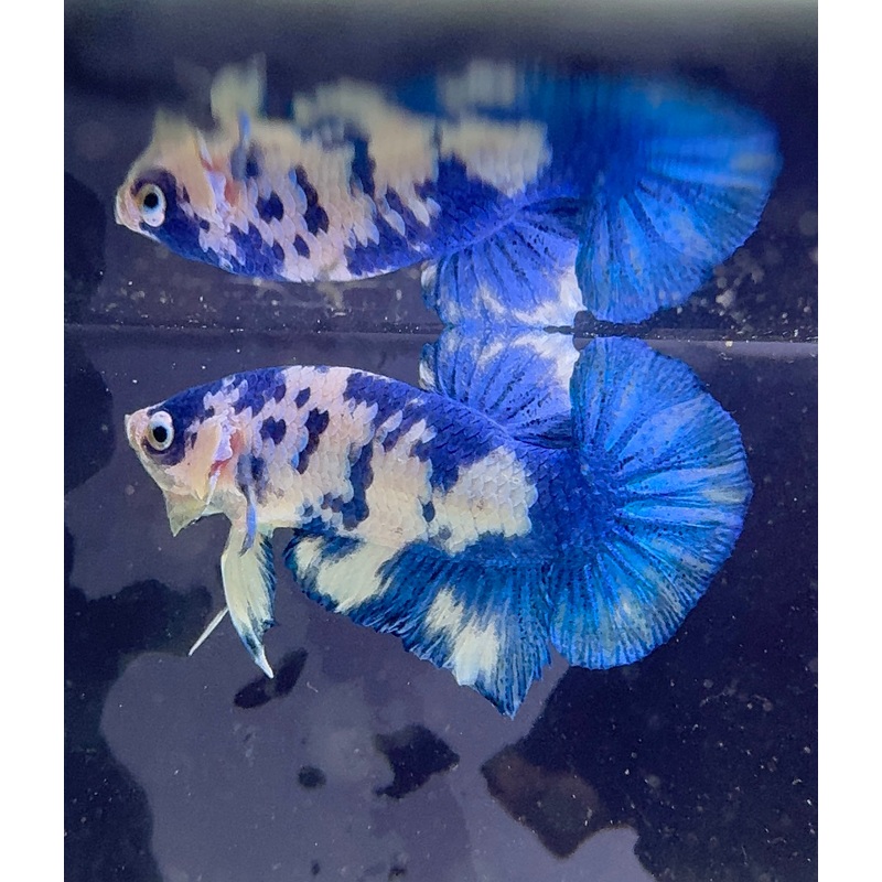 Marble Prince Male Beta 3