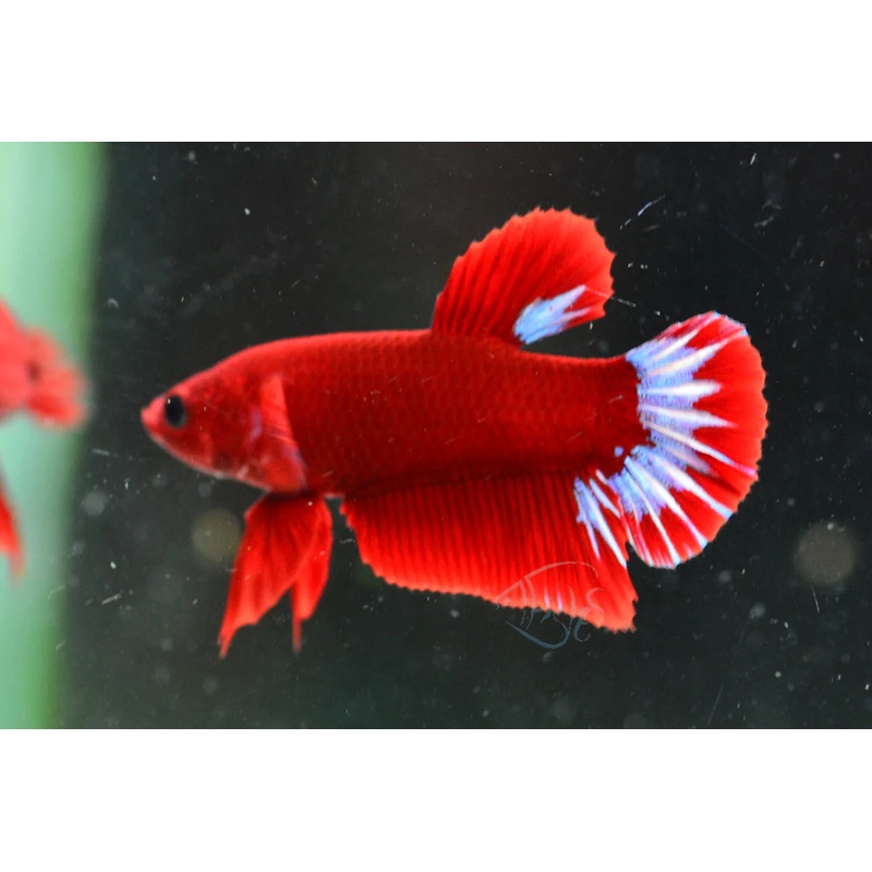 Premium HellBoy Male Betta H1
