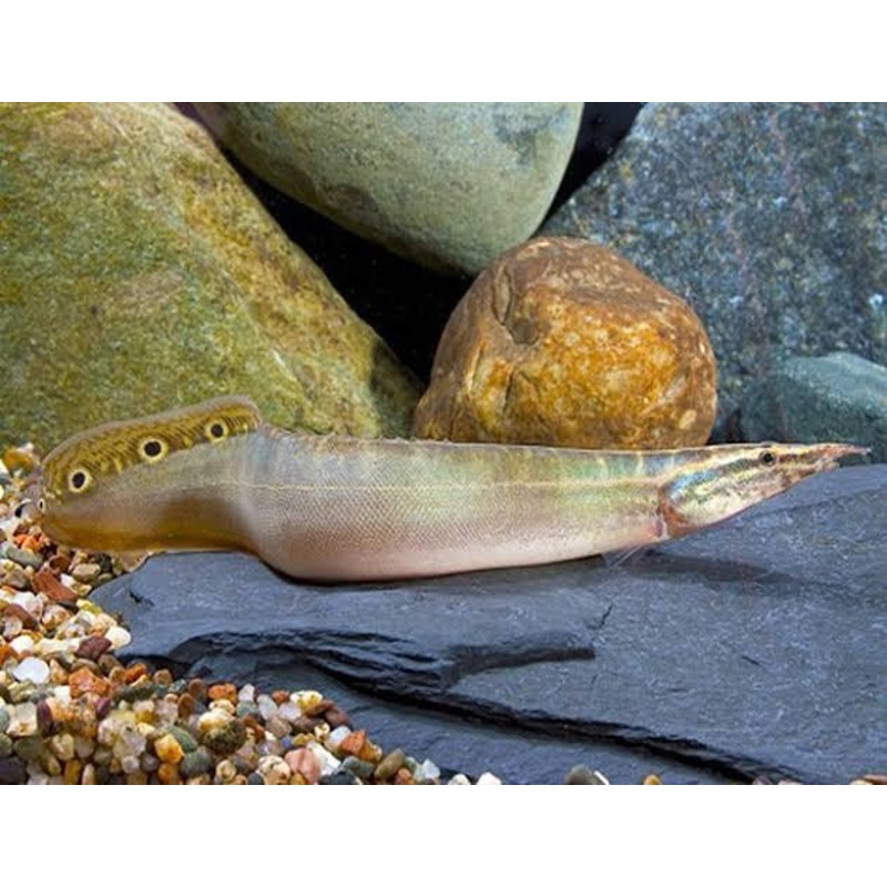 Spiny Eel 10cm
