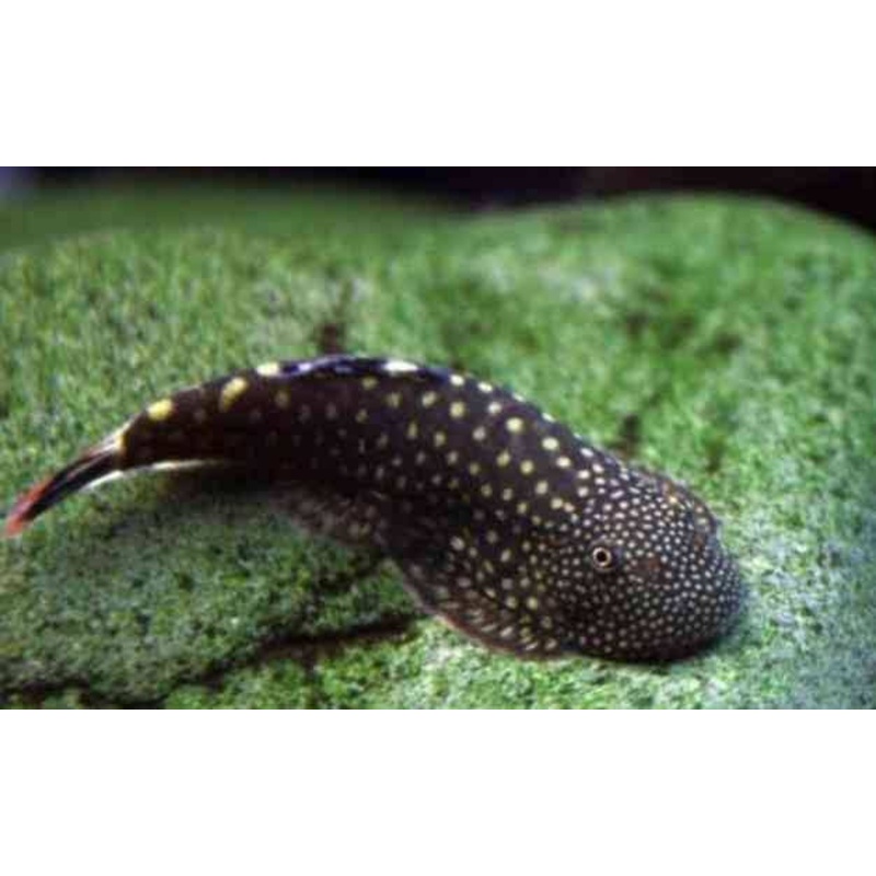 Stream Loaches -Spotted Borneo Sucker 4cm