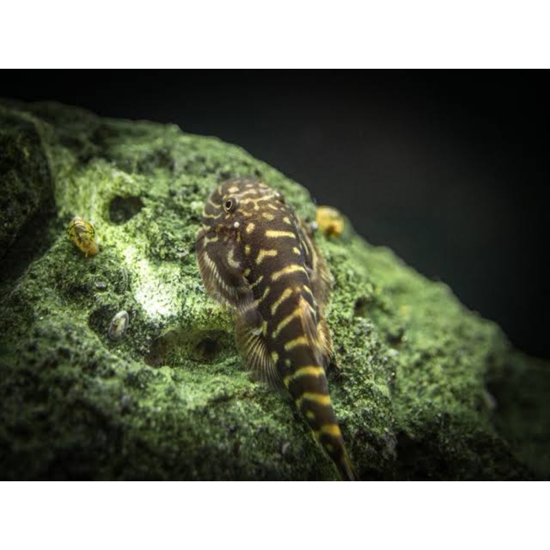 Stream Loaches -Stripe Borneo Sucker 3cm