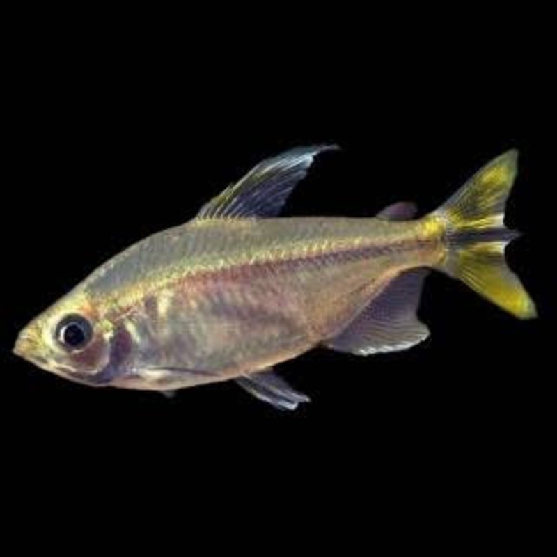 Tetra - Yellow Tail Congo