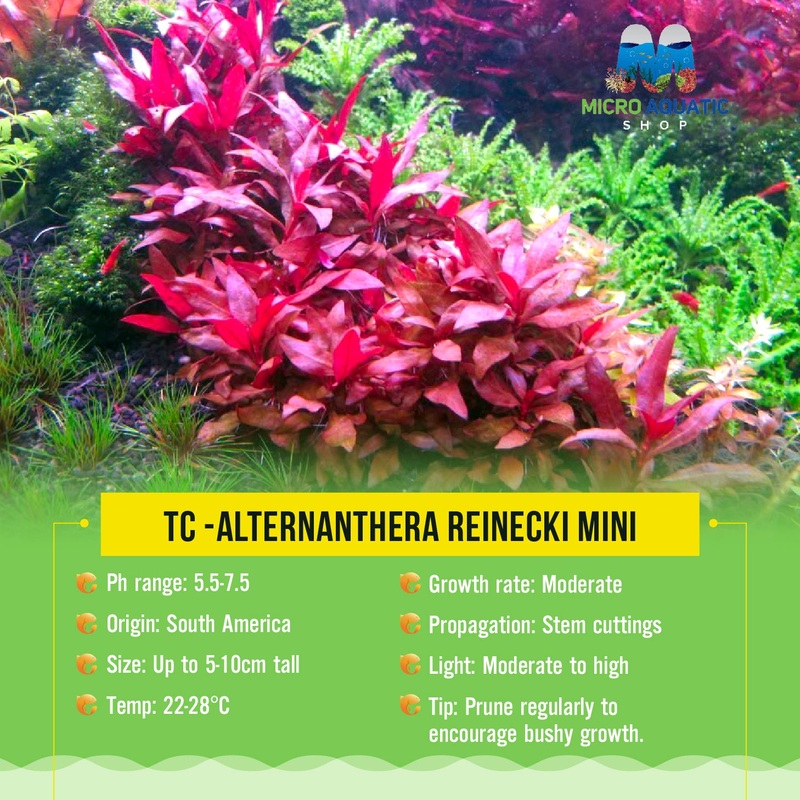 Tissue Culture-Alternanthera reinecki Mini