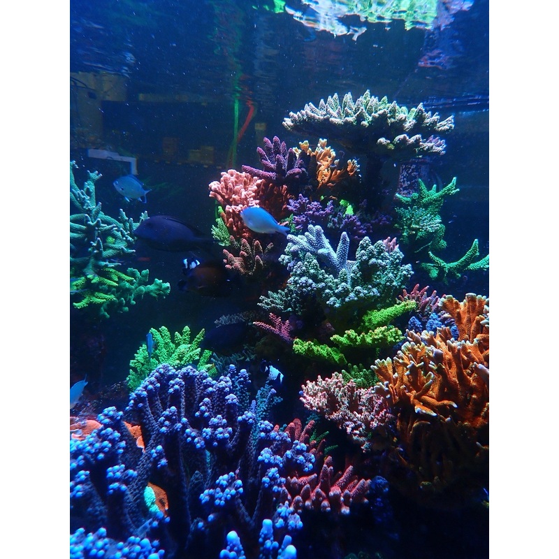 ARC Main Tank Frag night