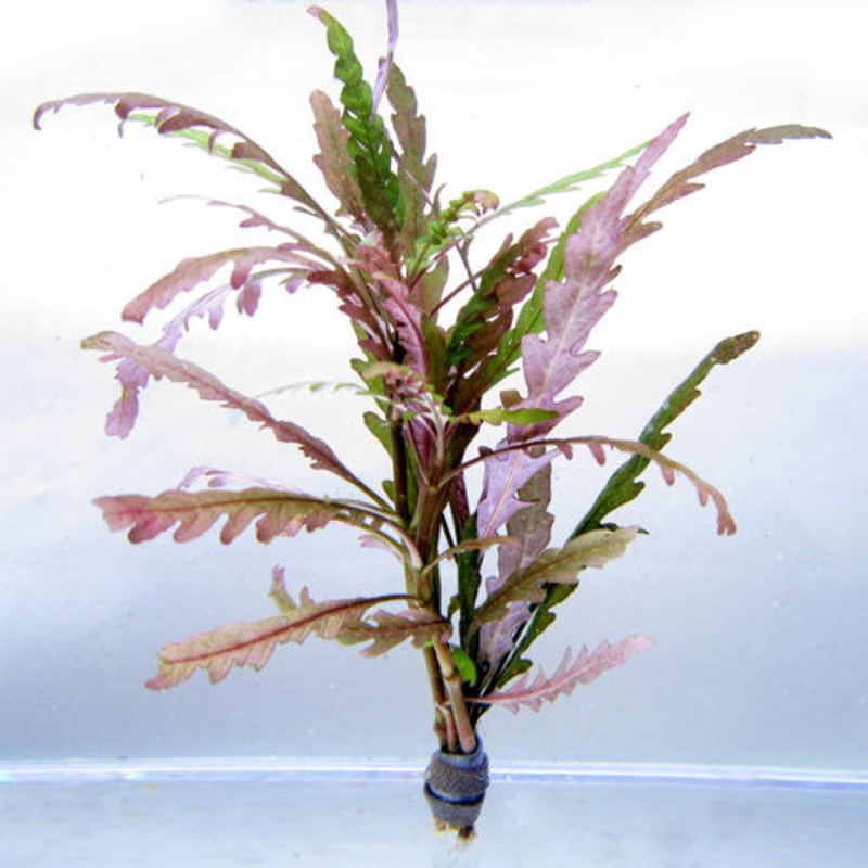 Hygrophila pinnatifida (bunch)