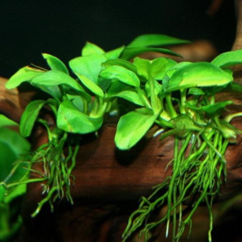 IC055 ADA tissue culture-Anubias nana petite (cup size: short)
