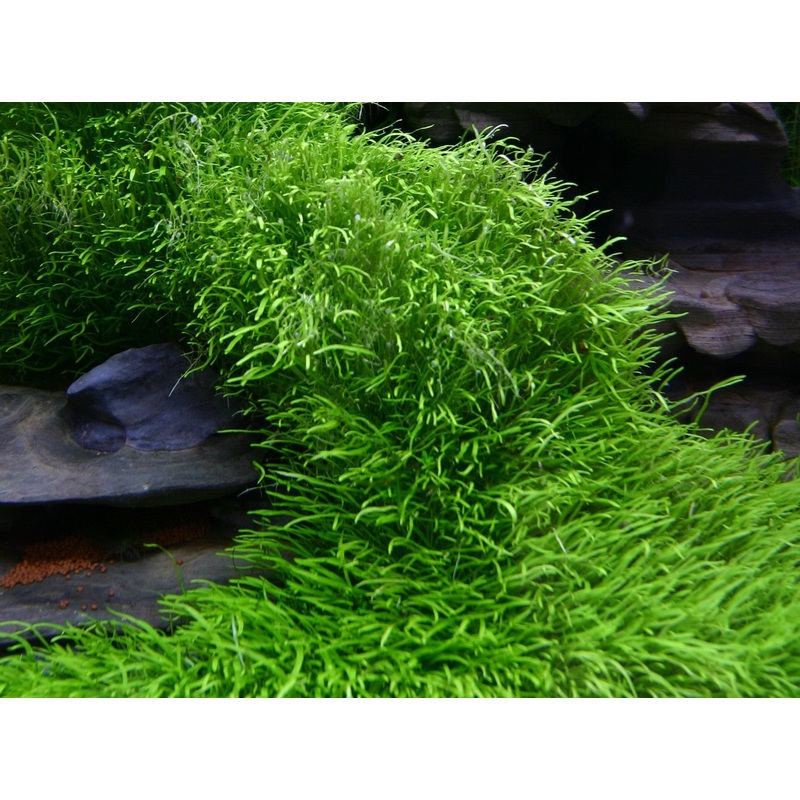 IC205 ADA Tissue Culture Plant - Utricularia Graminifolia  (cup size: short)