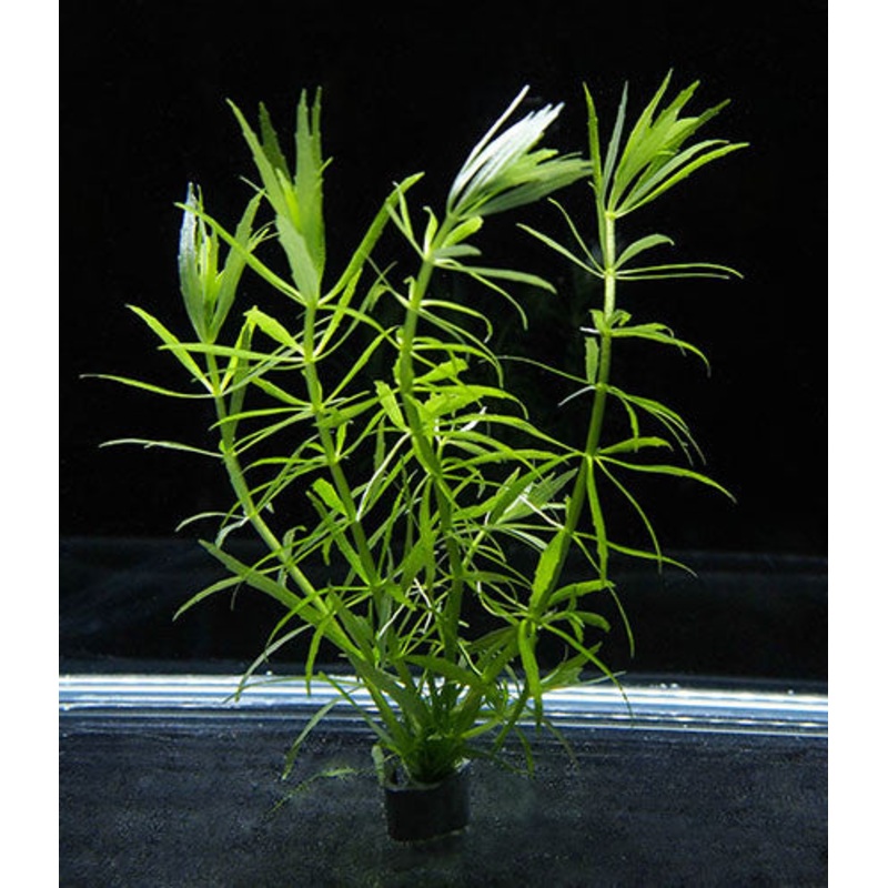 Limnophilla sp.  "Veitnam" (bunch)