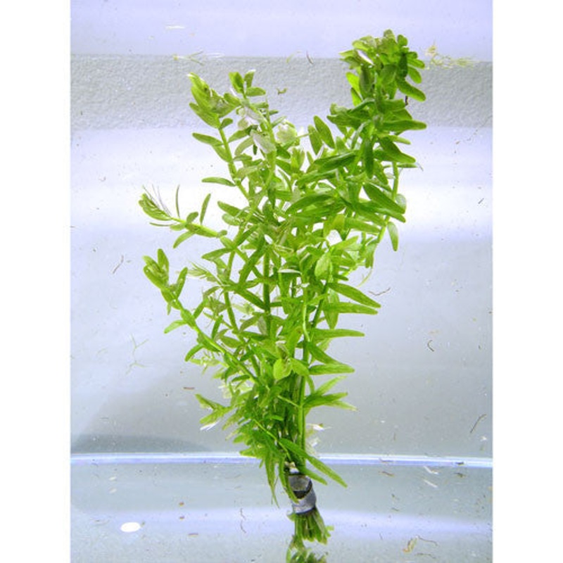 Rotala rotundifolia "Green" (bunch)