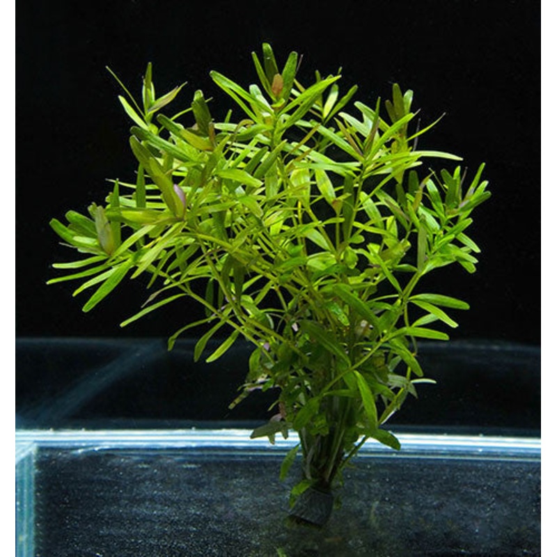 Rotala sp. "Ceylon"  (bunch)
