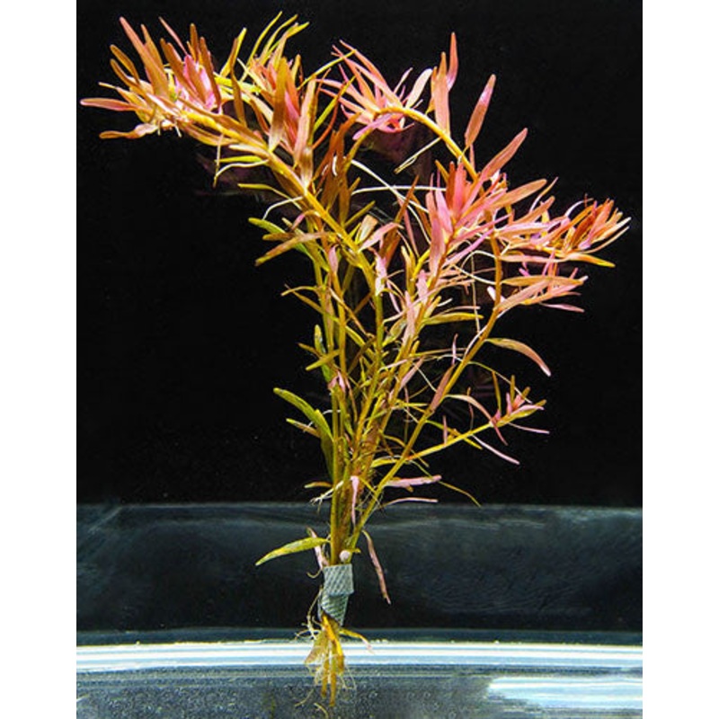 Rotala sp. "H'Ra"  (Bunch)