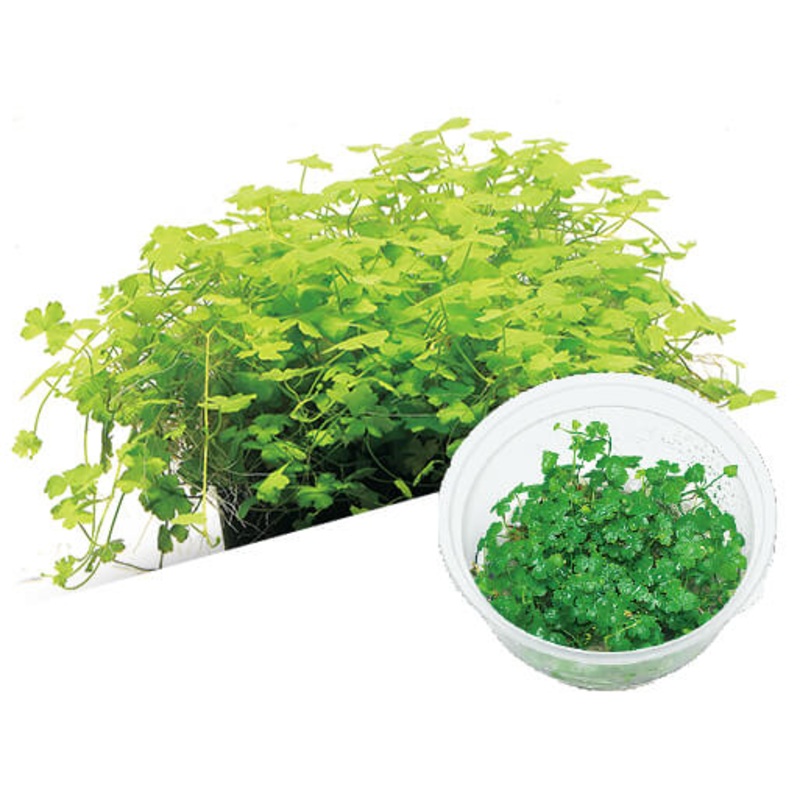 IC014 ADA Tissue Culture  - Hydrocotyle tripartita (cup size: short)