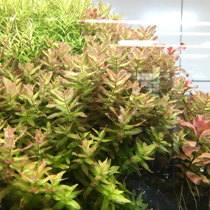 IC038 ADA Tissue Culture  - Rotala Macrandra 'Green' (cup size: short)