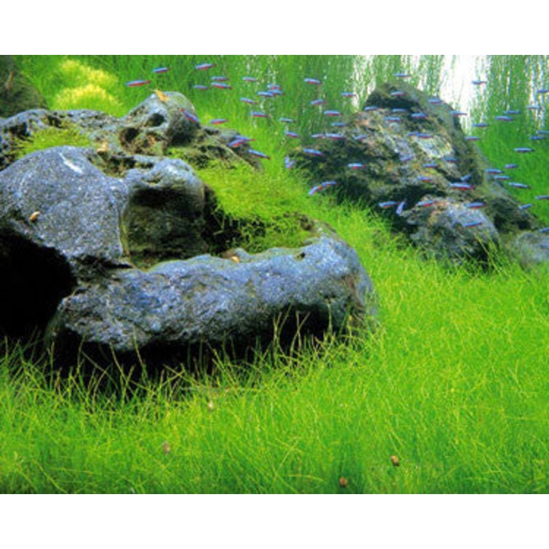 IC298 ADA Tissue Culture Plant - Eleocharis Acicularis