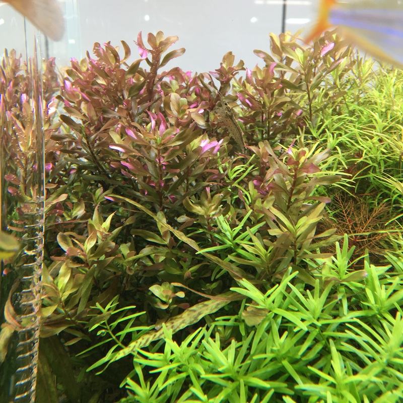IC397 Tissue Culture  - Rotala Macrandra 'Bangladesh'
