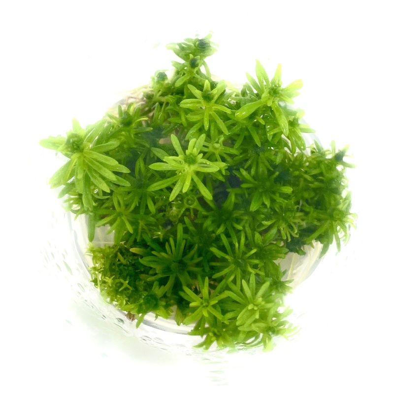 IC405 ADA Tissue Culture - Pogostemon Erectus