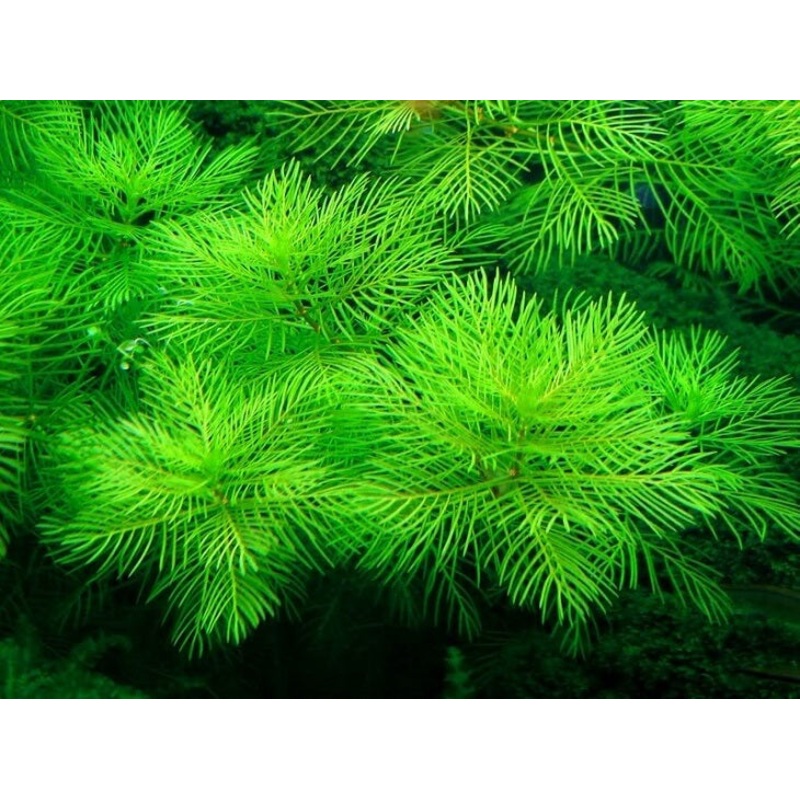 IC406 ADA Tissue Culture  - Myriophyllum Mattogrossense (cup size: short)