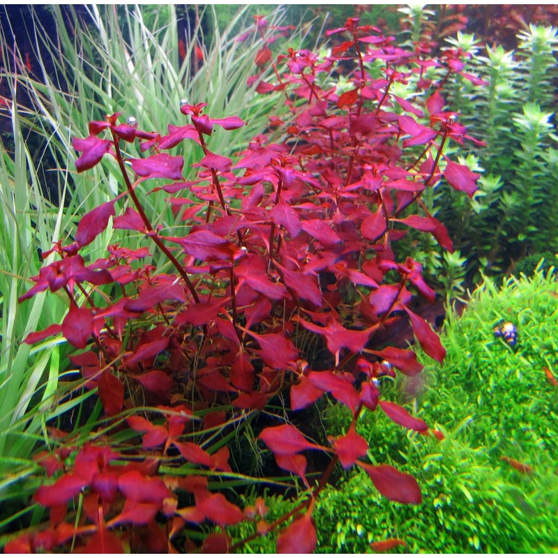 IC407 ADA Tissue Culture  - Ludwigia repens 'Super red' (cup size: short)