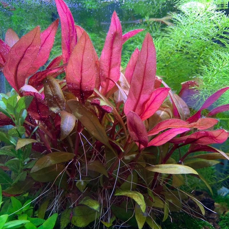 IC408 ADA Tissue Culture Plant - Alteranthera Reineckii "Mini"