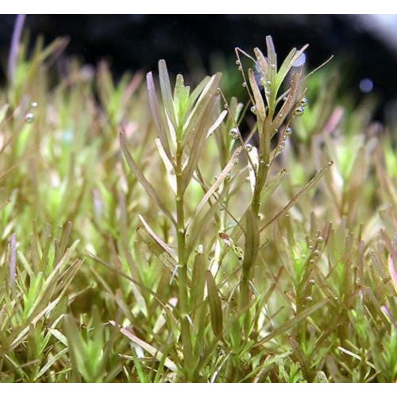 IC432 ADA Tissue Culture  - Rotala sp. 'Wayanad'