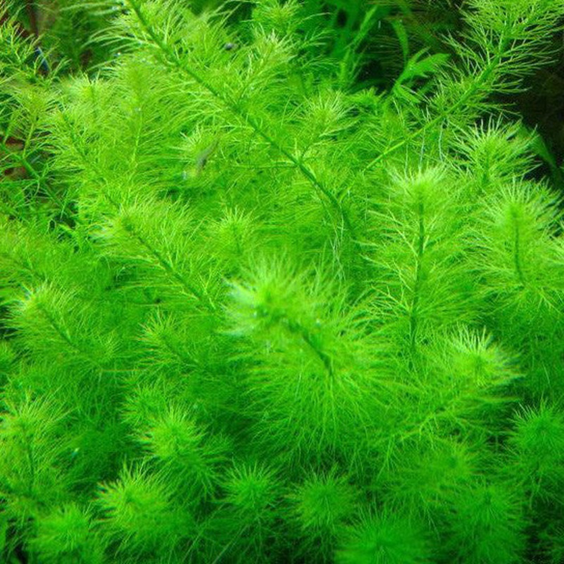 IC452 ADA Tissue Culture  - Myriophyllum sp mini guyana (cup size: short)