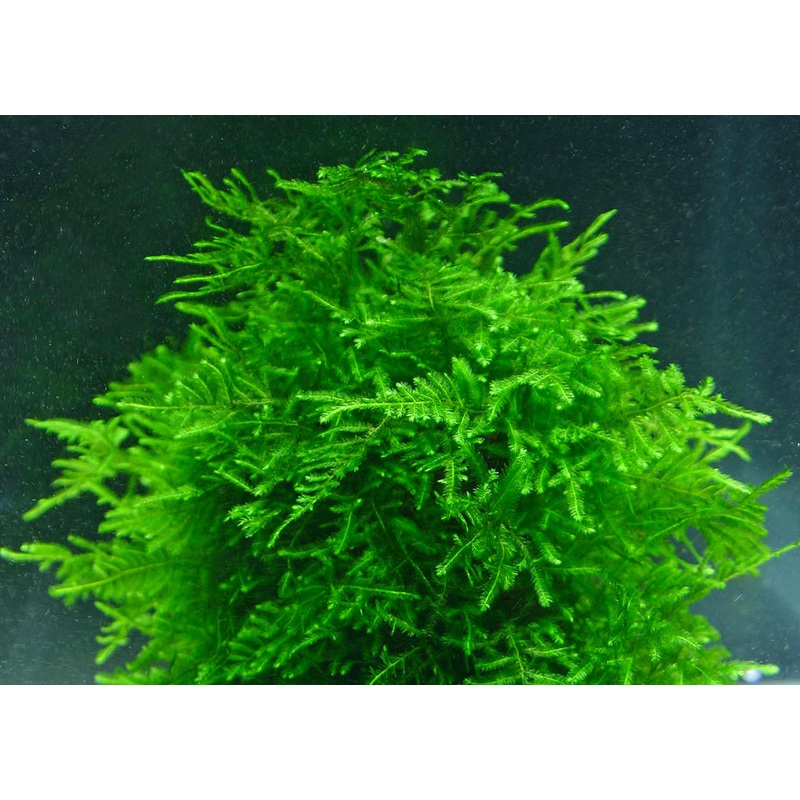 IC808 ADA Tissue Culture  - Peacock Moss (Taxiphyllum sp. 'Peacock) (cup size: short)