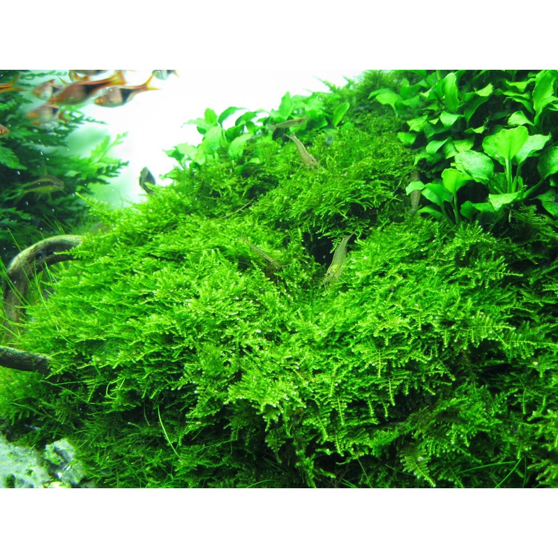 IC809 ADA Tissue Culture Plant - Christmas moss (Vesicularia Montagnei) (cup size: short)