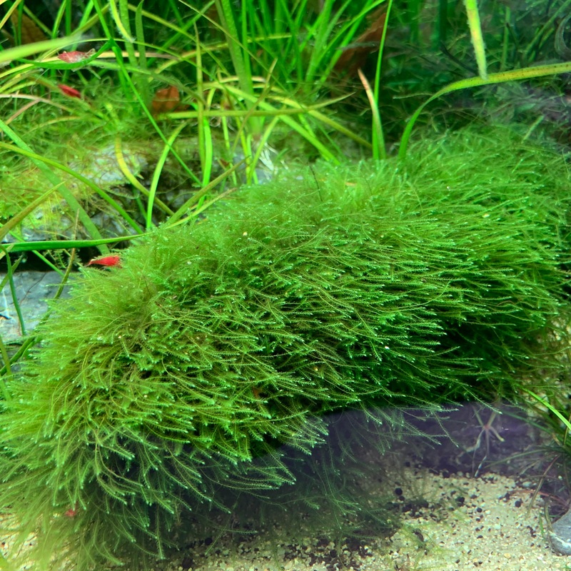 IC812 ADA Tissue Culture - Taxiphyllum Barberi  (cup size: Short)
