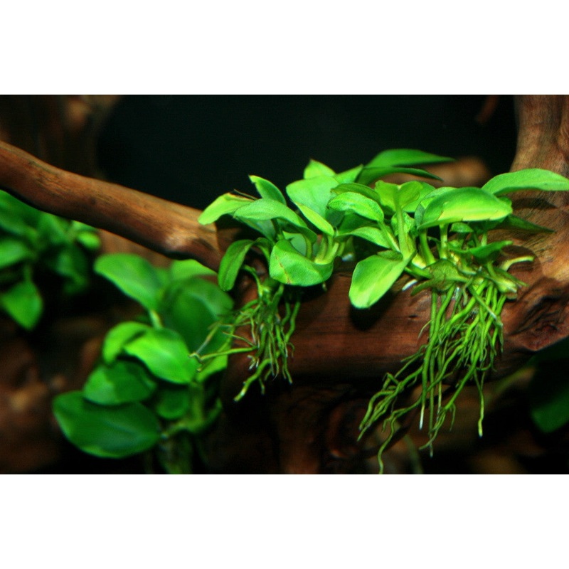 Anubias nana petite  (potted)