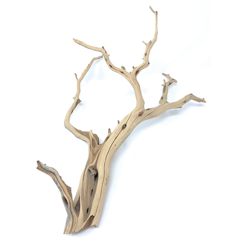 California ghost wood (free shipping)