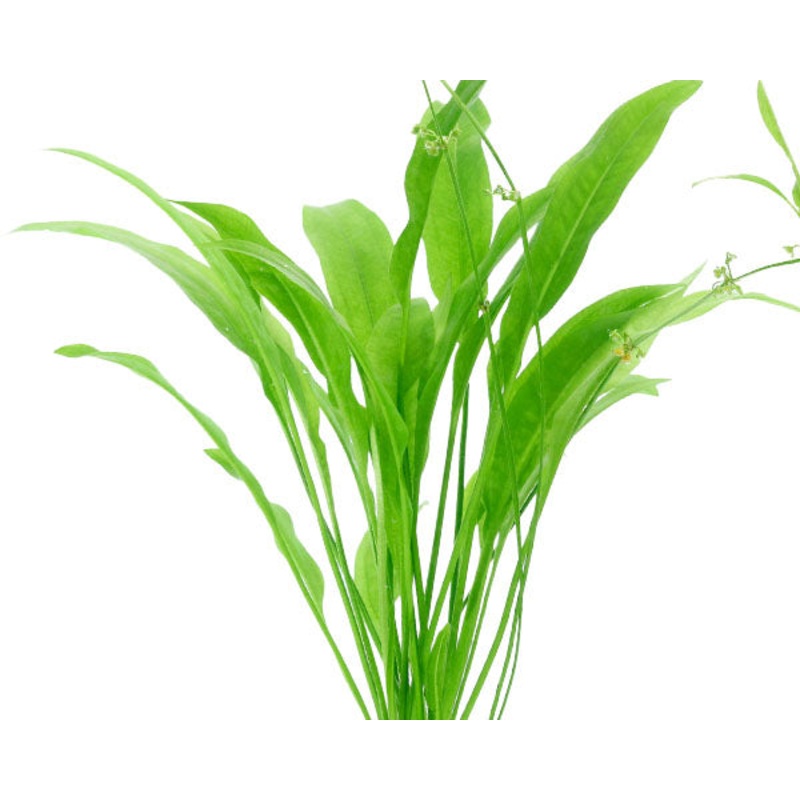 Echinodorus Amazonicus (Potted)