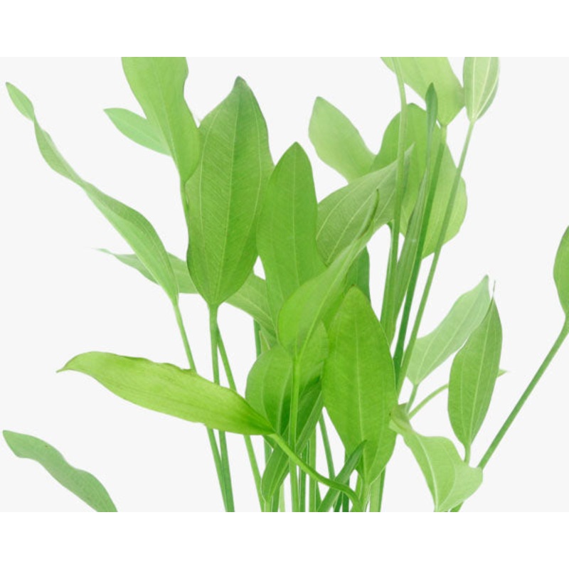 Echinodorus argentinensis (Potted)