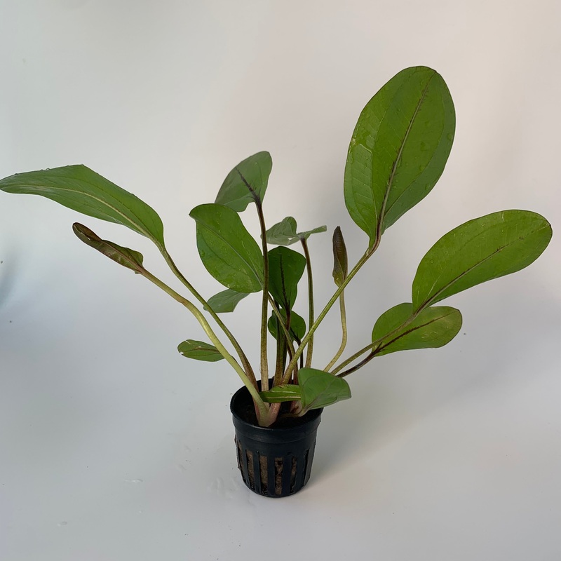 Echinodorus devil's eye  (Potted)