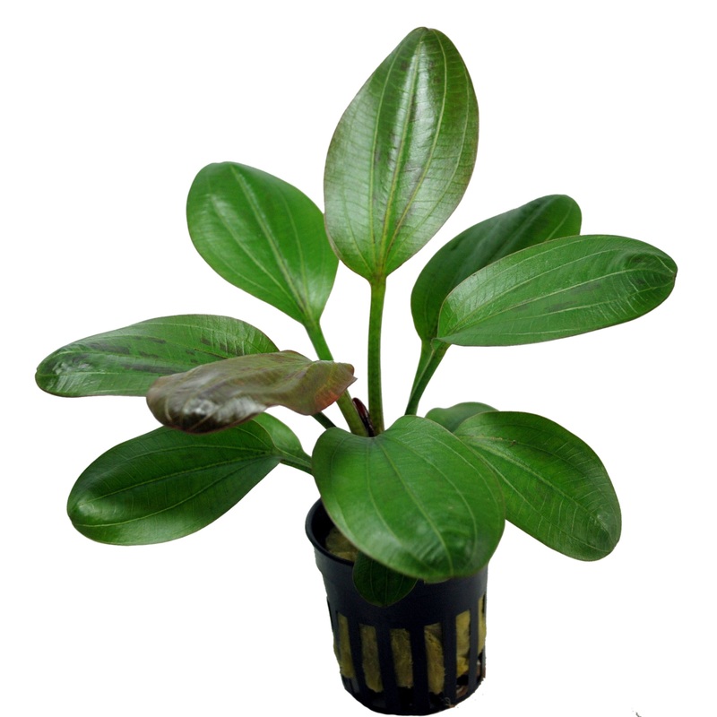 Echinodorus hadi red pearl  (Potted)