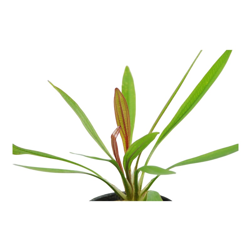 Echinodorus horemanii 'Red' (Potted)