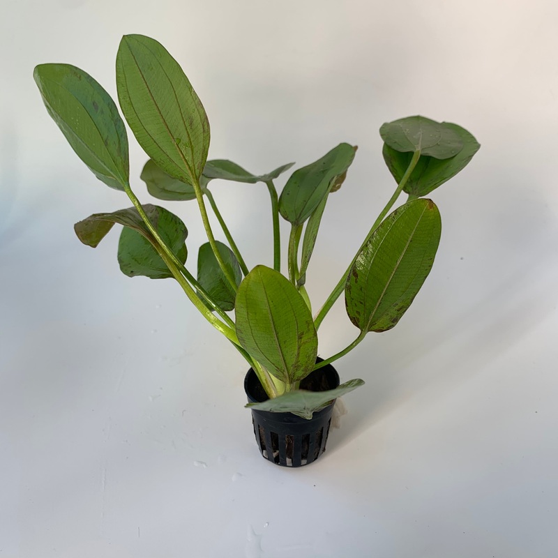 Echinodorus impai  (Potted)