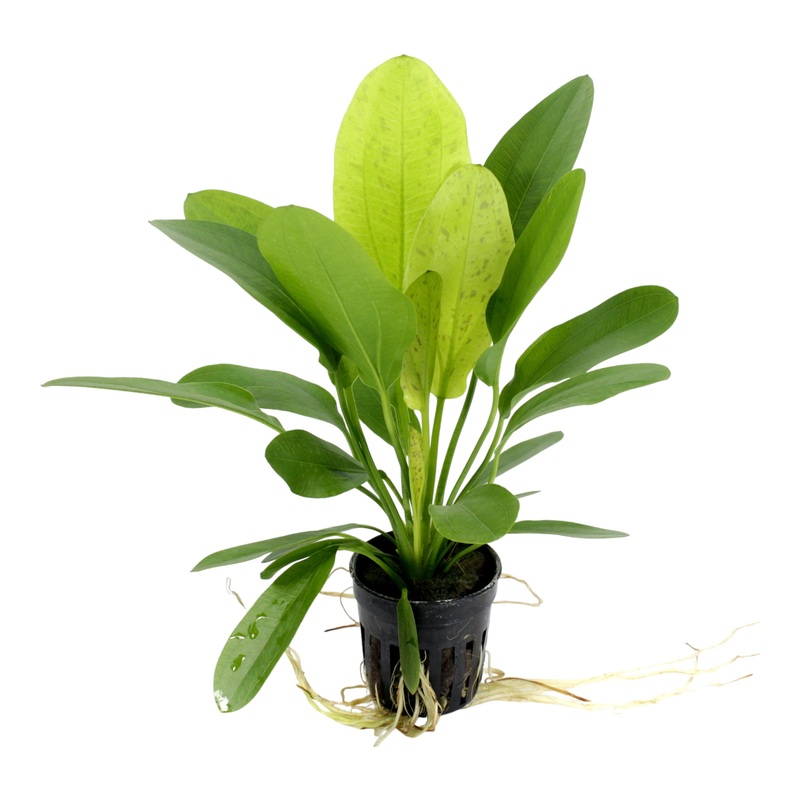 Echinodorus jaguar  (Potted)