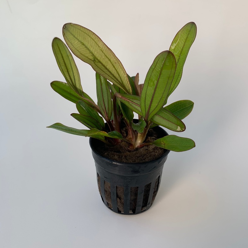 Echinodorus  Red Chameleon  (Potted)