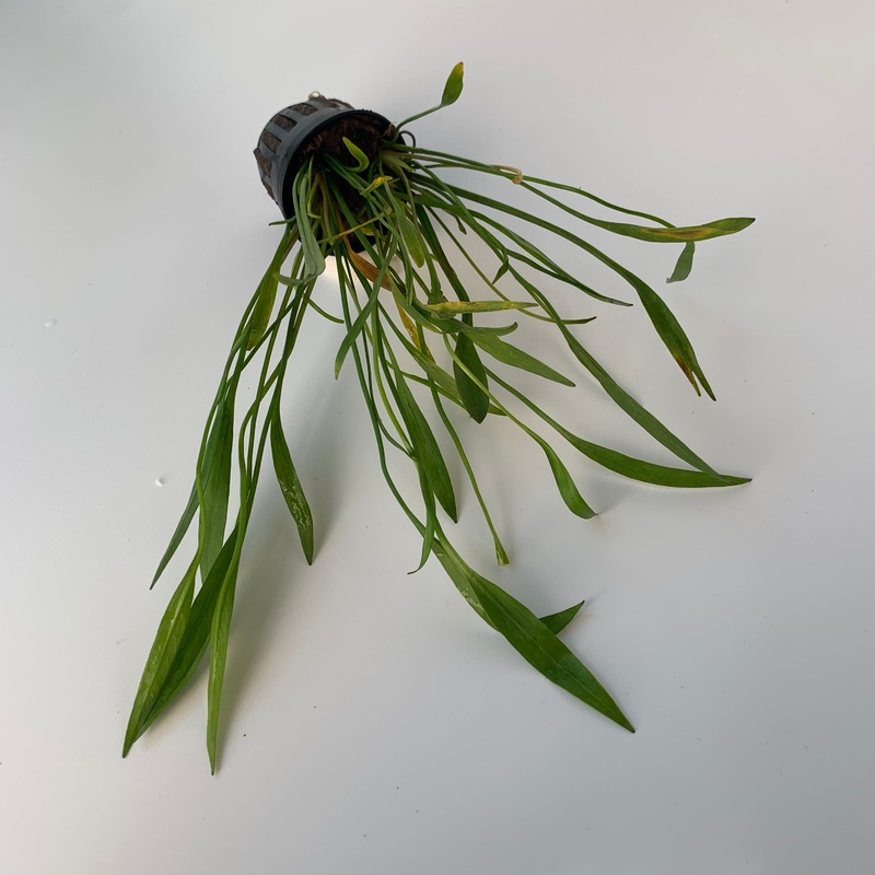 Echinodorus Xingu (Potted)